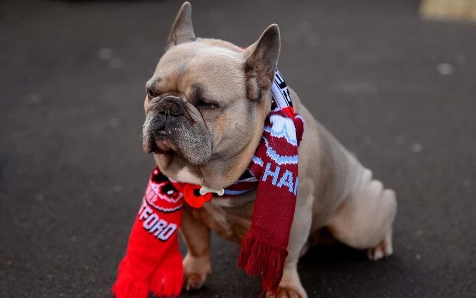 会增加, 比对阵托特